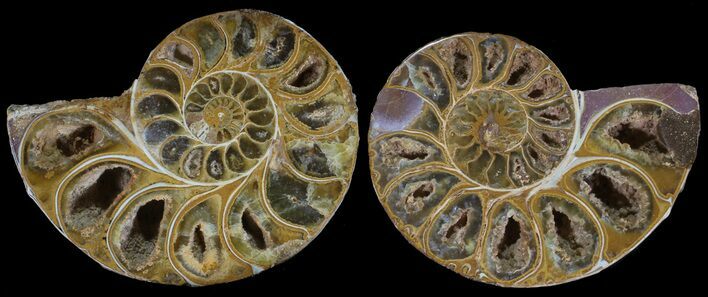 Cut & Polished, Agatized Ammonite Fossil - Jurassic #53820